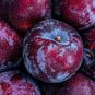20 PCS Seeds Purplish Red Round Plum Bonsai Fruits Plants
