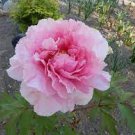 10 PCS Seeds Rare Heirloom Pink Peony Tree 'Feng Xia' Flower