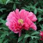10 PCS Seeds Rare Heirloom Pink Red Damask Garden Peony Plant Flower 'Qing Ren'
