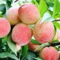 10 PCS Seeds Sweet Prunus Persica Dwarf Peach Tree Fruit