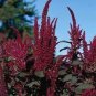200 PCS Seeds Amaranthus Red Flower Red Leaves Annual Plant