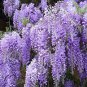 200 PCS Seeds Chinese Wisteria Purple Flowers Garden Plant