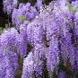 200 PCS Seeds Chinese Wisteria Purple Flowers Garden Plant