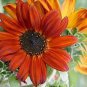 30 PCS Seeds erracotta Sunflower