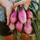 100 PCS Seeds Heirloom Long Red Florence Onion Vegetables