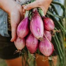 100 PCS Seeds Heirloom Long Red Florence Onion Vegetables