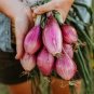 100 PCS Seeds Heirloom Long Red Florence Onion Vegetables