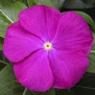 20 PCS Seeds Heirloom Sunstorm Deep Purple Vinca