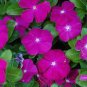20 PCS Seeds Heirloom Sunstorm Deep Purple Vinca