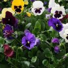 100 PCS Seeds Mix Giant Pansy Seeds VIOLA WITTROCKIANA Long Blooming Flowers