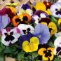 100 PCS Seeds Mix Giant Pansy Seeds VIOLA WITTROCKIANA Long Blooming Flowers