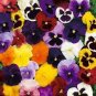 100 PCS Seeds Mix Giant Pansy Seeds VIOLA WITTROCKIANA Long Blooming Flowers
