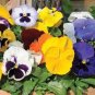 100 PCS Seeds Mix Giant Pansy Seeds VIOLA WITTROCKIANA Long Blooming Flowers