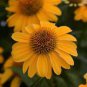 200 PCS Seeds 'Qiji' Orange Echinacea Purpurea Coneflower with Green Eye