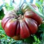 200 PCS Seeds Purple Calabash Tomato