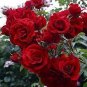 100 PCS Seeds Rare Bright Red Climbing Rose Flowers