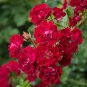 100 PCS Seeds Rare Bright Red Climbing Rose Flowers