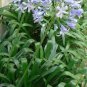 200 PCS Seeds Agapanthus africanus Seeds 'Fireworks&acirc;�� African Lily 'Strawberry ice'