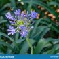 200 PCS Seeds Agapanthus africanus Seeds 'Fireworks&acirc;�� African Lily 'Strawberry ice'