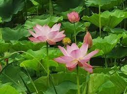 2 PCS Seeds 'Empress Wu' Red Lotus Flower Water Lily Flower