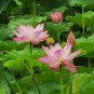 2 PCS Seeds 'Empress Wu' Red Lotus Flower Water Lily Flower