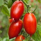 200 PCS Seeds 'Opalka' Organic Polish Heirloom Tomato