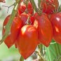 200 PCS Seeds 'Opalka' Organic Polish Heirloom Tomato