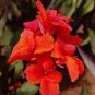 200 PCS Seeds Amaryllis