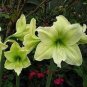 200 PCS Seeds Amaryllis