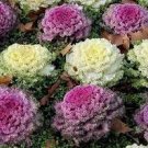100 PCS Seeds Brassica Oleracea Red White Ornamental Kale Mixed