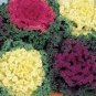 100 PCS Seeds Brassica Oleracea Red White Ornamental Kale Mixed