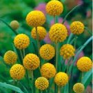 20 PCS Seeds Craspedia Billy Balls Yellow Flower