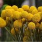 20 PCS Seeds Craspedia Billy Balls Yellow Flower