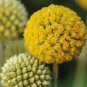 20 PCS Seeds Craspedia Billy Balls Yellow Flower