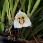 100 PCS Seeds Dracula Trichroma The Three Colored Dracula Money Face Flower Rare