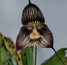 100 PCS Seeds Dracula Vampira The Vampire-Like Dracula Monkey Flower Rare