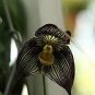 100 PCS Seeds Dracula Vampira The Vampire-Like Dracula Monkey Flower Rare