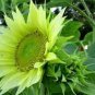 30 PCS Seeds Green Jade Ornamental Sunflower Hybrid