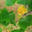 200 PCS Seeds Liriodendron Tulipifera