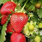 200 PCS Seeds Loran F1 Strawberry