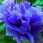 10 PCS Seeds Paeonia Suffruticosa