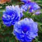 10 PCS Seeds Paeonia Suffruticosa