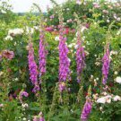 200 PCS Seeds Purple Foxglove Flowers