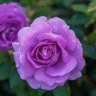 100 PCS Seeds 'Qun feng' Light Purple Rose Tree