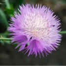 100 PCS Seeds Rare Beautiful Colorful Cornflower Flowers 100 PCS Seeds Rare Beautiful Colorful Cornflower Flowers