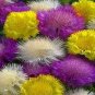 100 PCS Seeds Rare Beautiful Colorful Cornflower Flowers