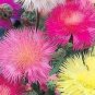 100 PCS Seeds Rare Beautiful Colorful Cornflower Flowers