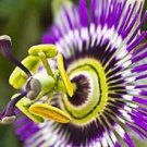 40 PCS Seeds Rare Guangdong Purple Passion Flower 'Hankins' Organic