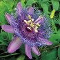 40 PCS Seeds Rare Guangdong Purple Passion Flower 'Hankins' Organic