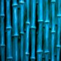 40 PCS Seeds Chinese Blue Bamboo